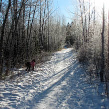 Therapy Dog enjoying Winter Wonderland