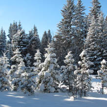 Winter wonderland with snow-covered trees