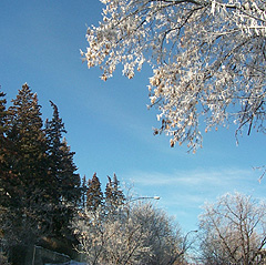 Trees with Ice Frost